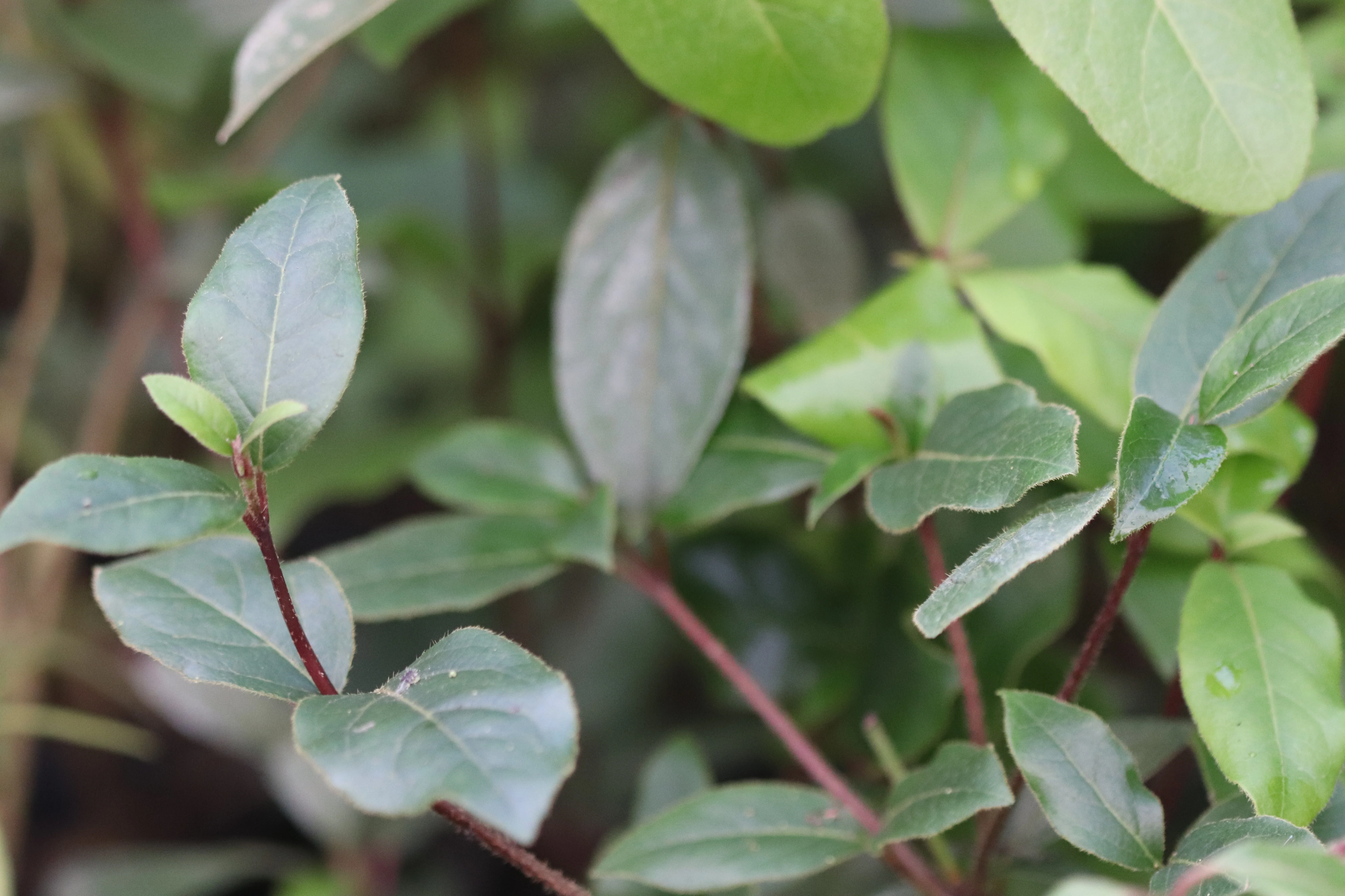 Viburnum tinus var. robusta - Image 2