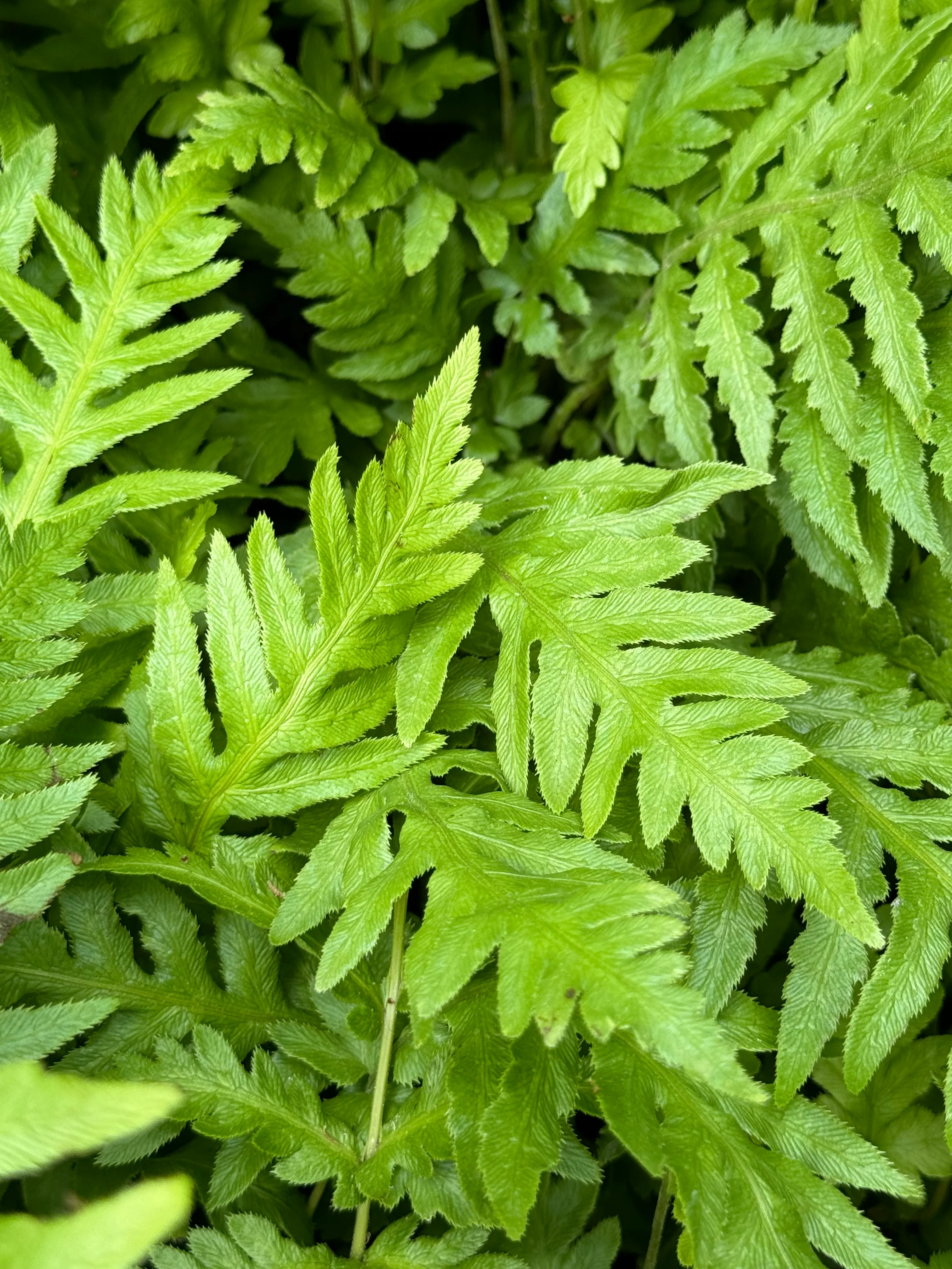 *RETAIL - Woodwardia fimbriata - Image 2