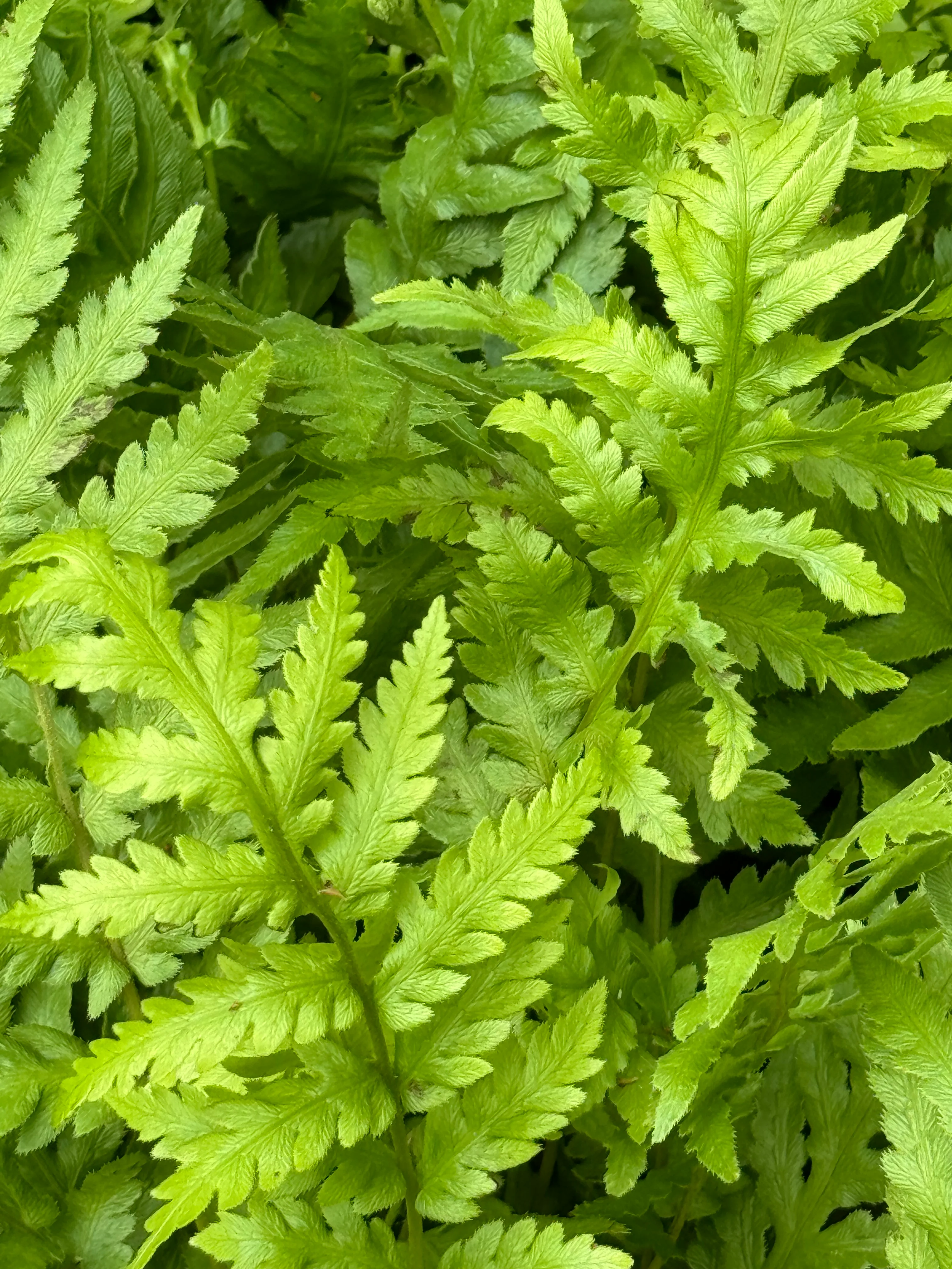 *RETAIL - Woodwardia fimbriata - Image 3