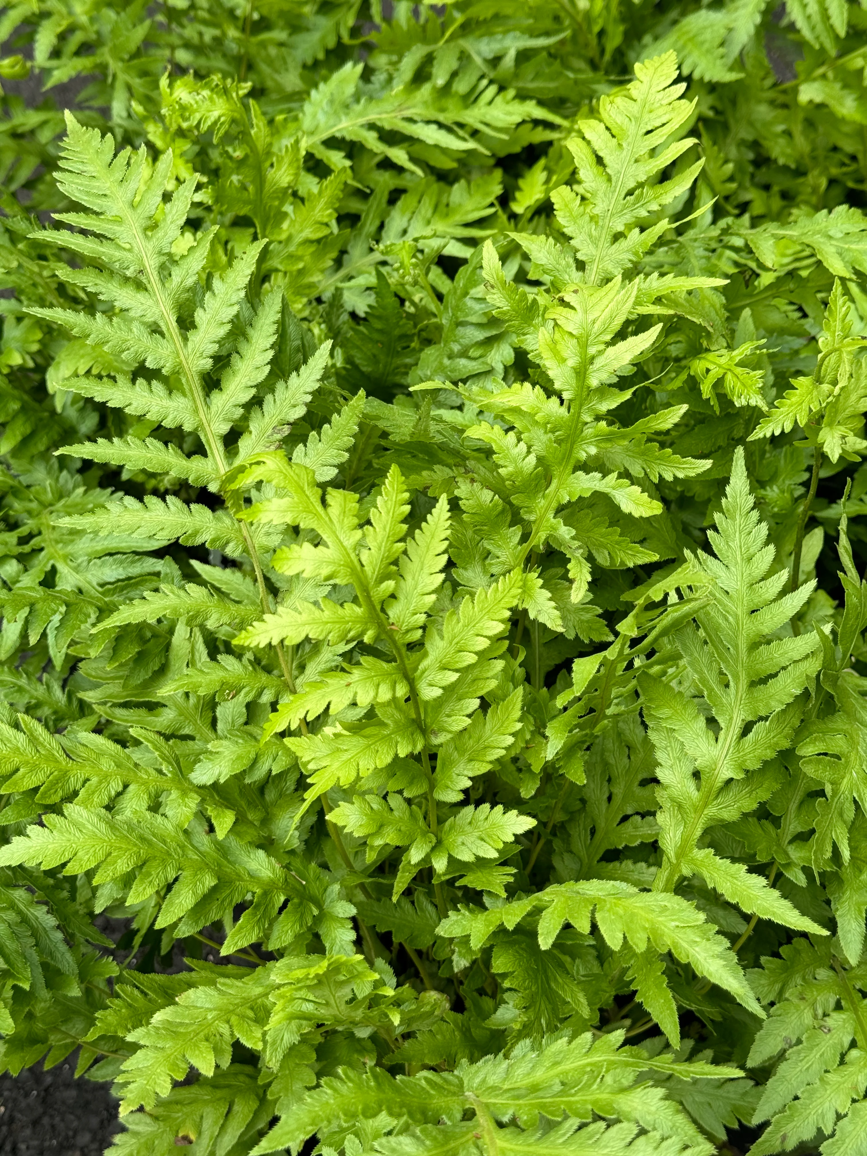 *RETAIL - Woodwardia fimbriata - Image 4