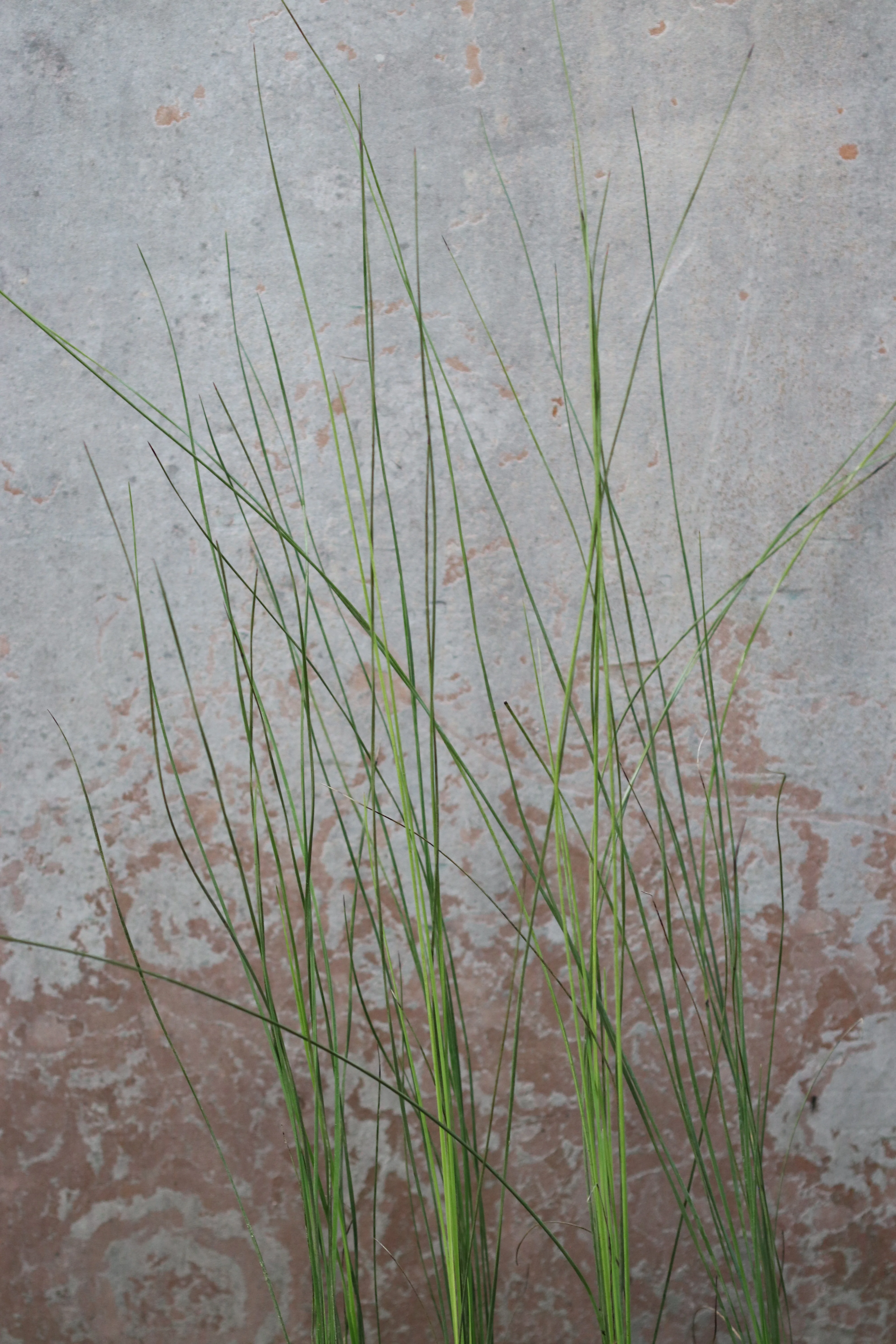 Xanthorrhoea australis - Image 2