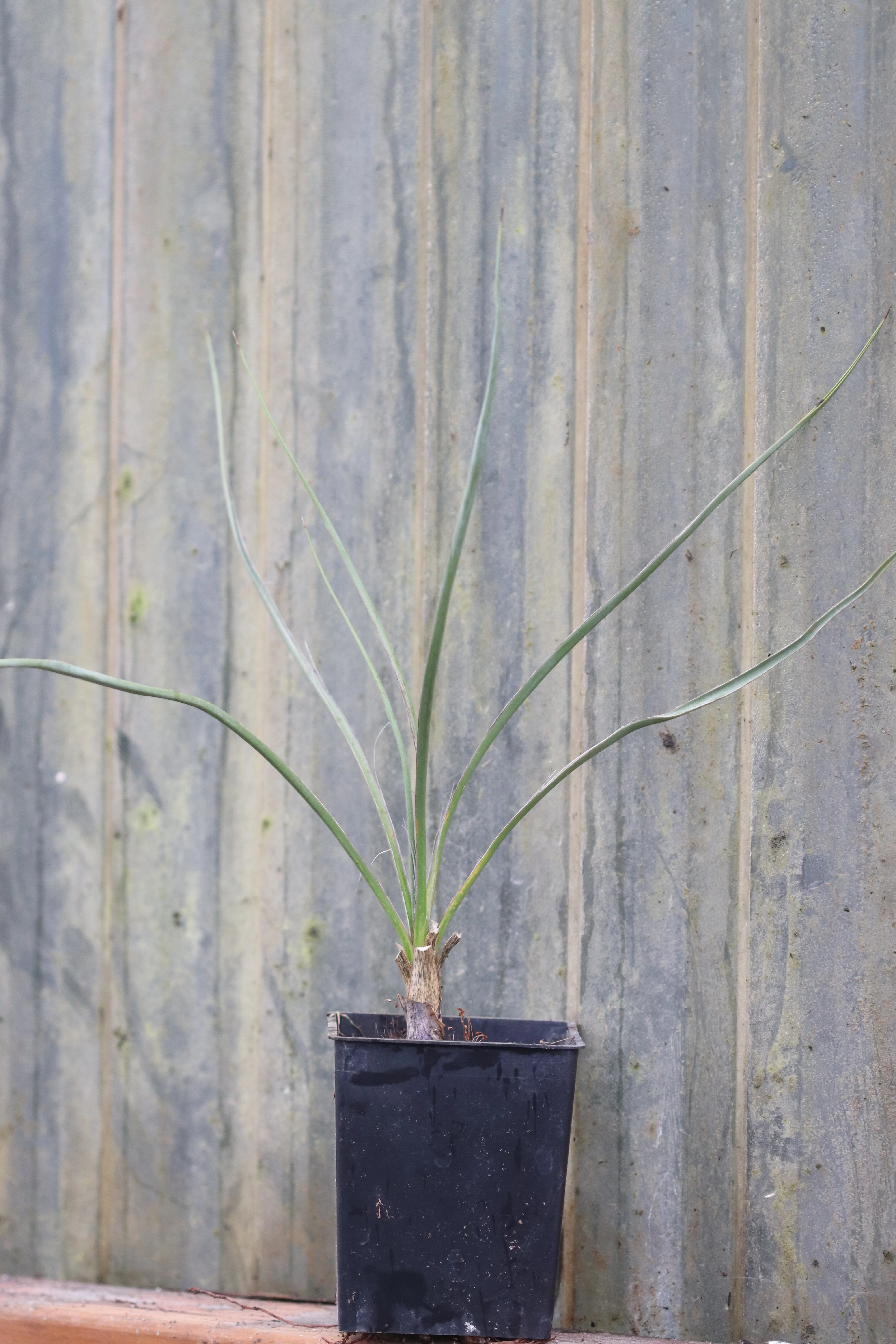 Yucca angustissima [San Juan Co, UT] - Image 2