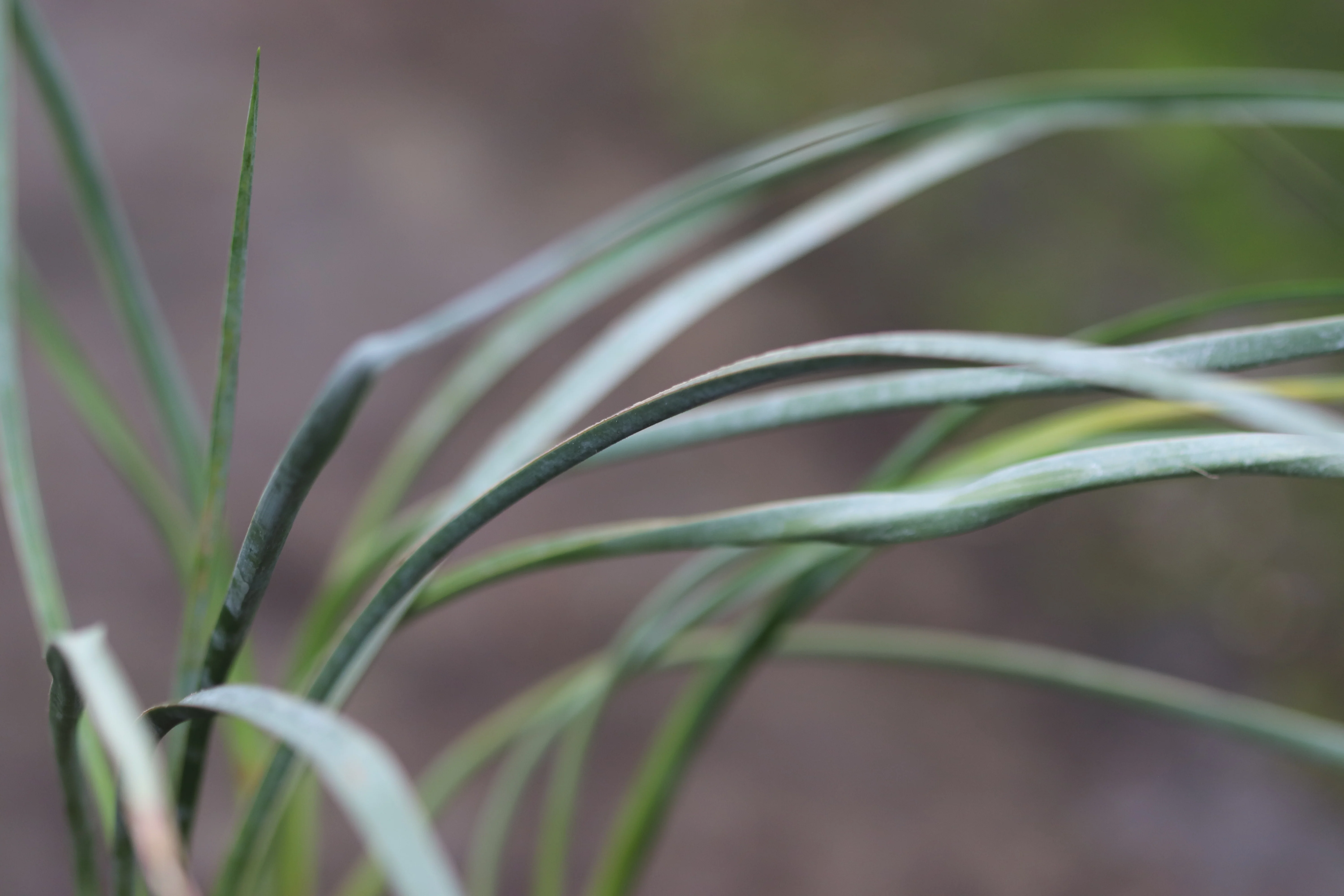 Yucca angustissima var. kanabensis - Image 2