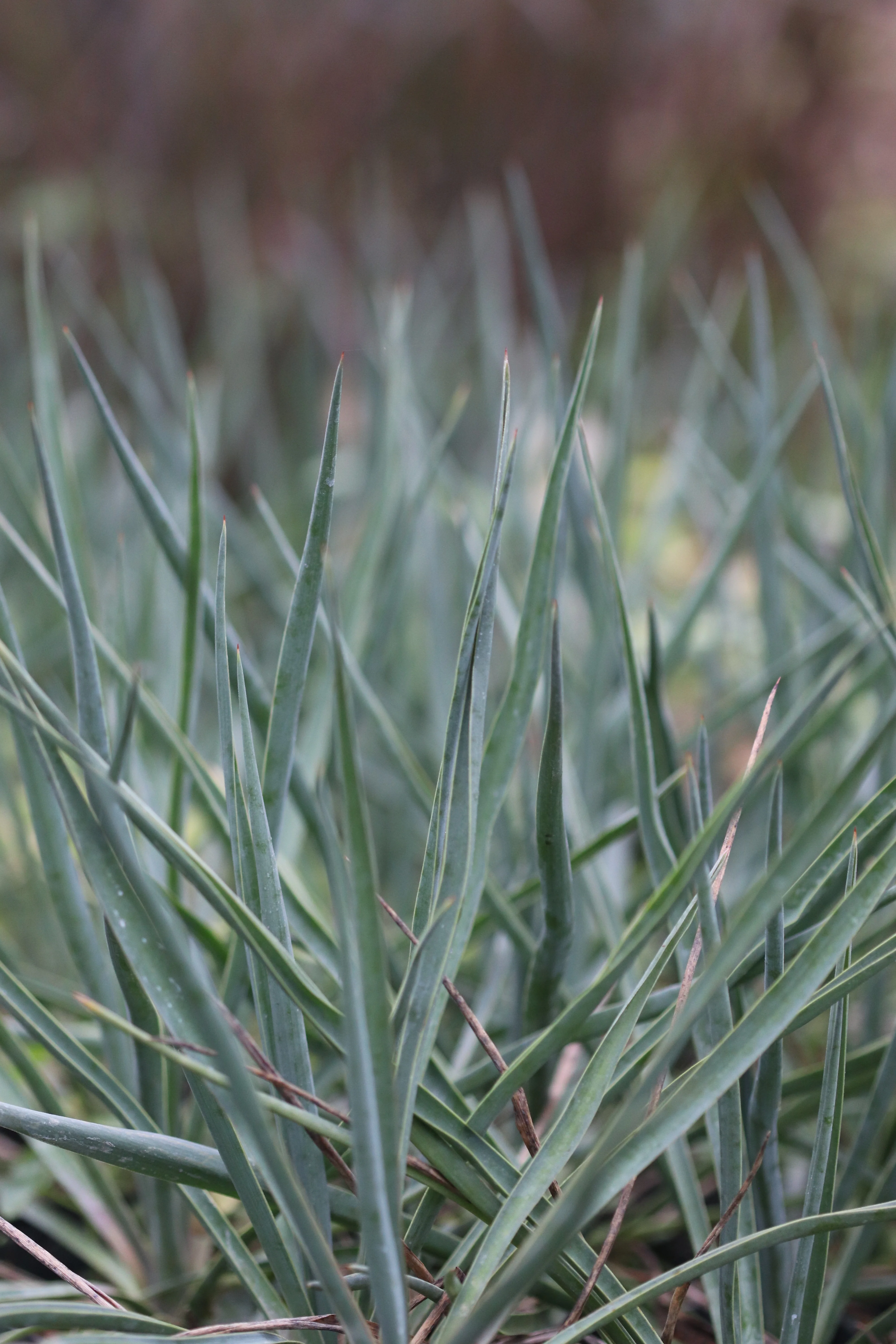 Yucca 'Blue Sentry' - Image 2