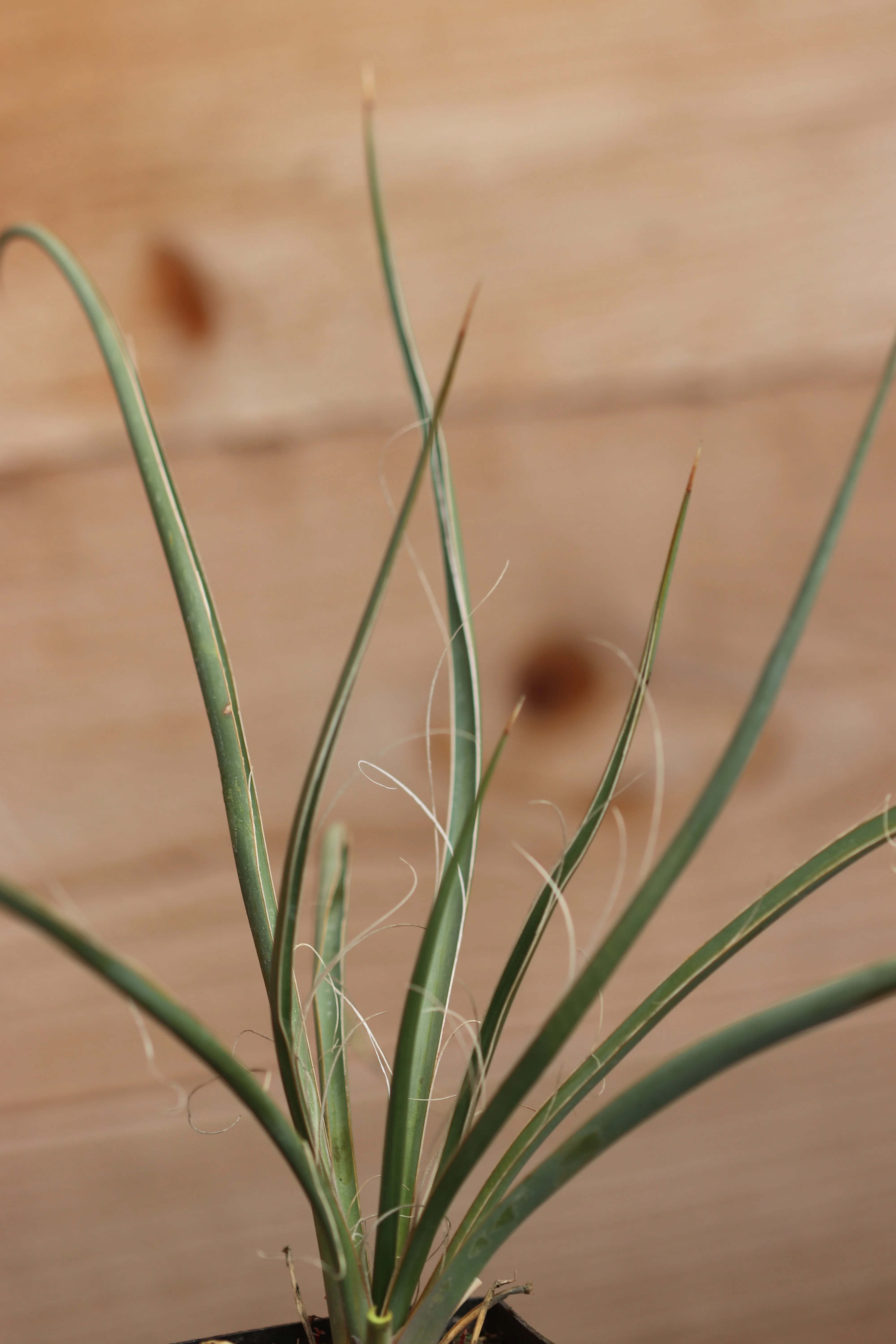 Yucca elata var. utahensis 21.0215 - Image 3