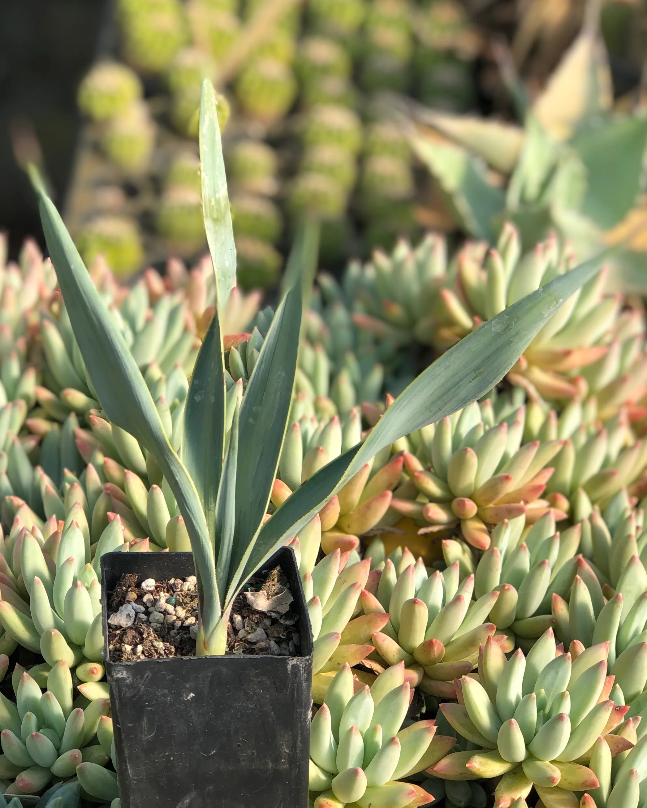 Yucca pallida - Image 2
