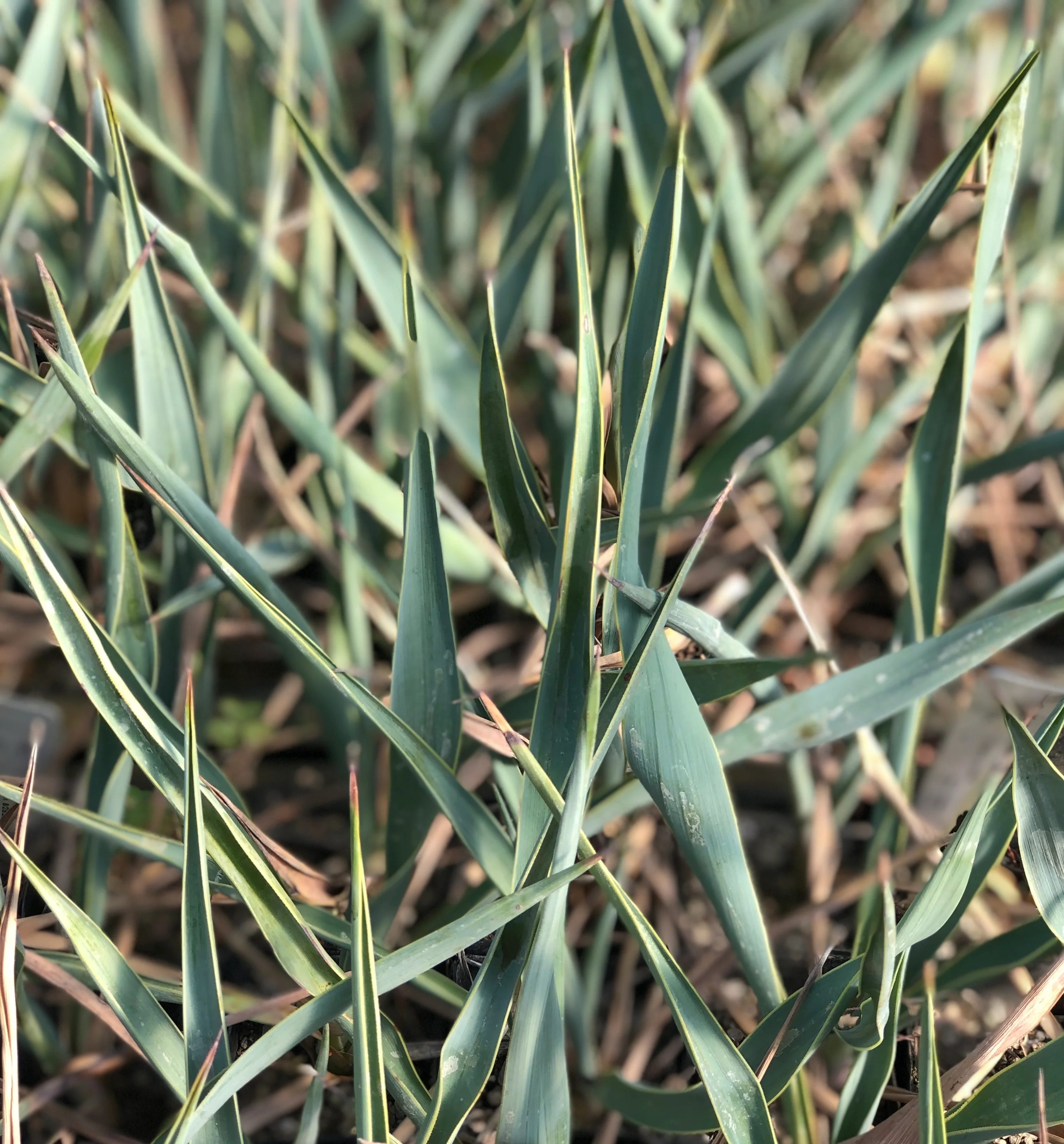 Yucca pallida - Image 3