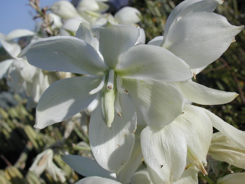 Yucca pallida - Image 4