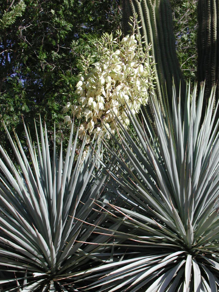 Yucca rigida - Image 2