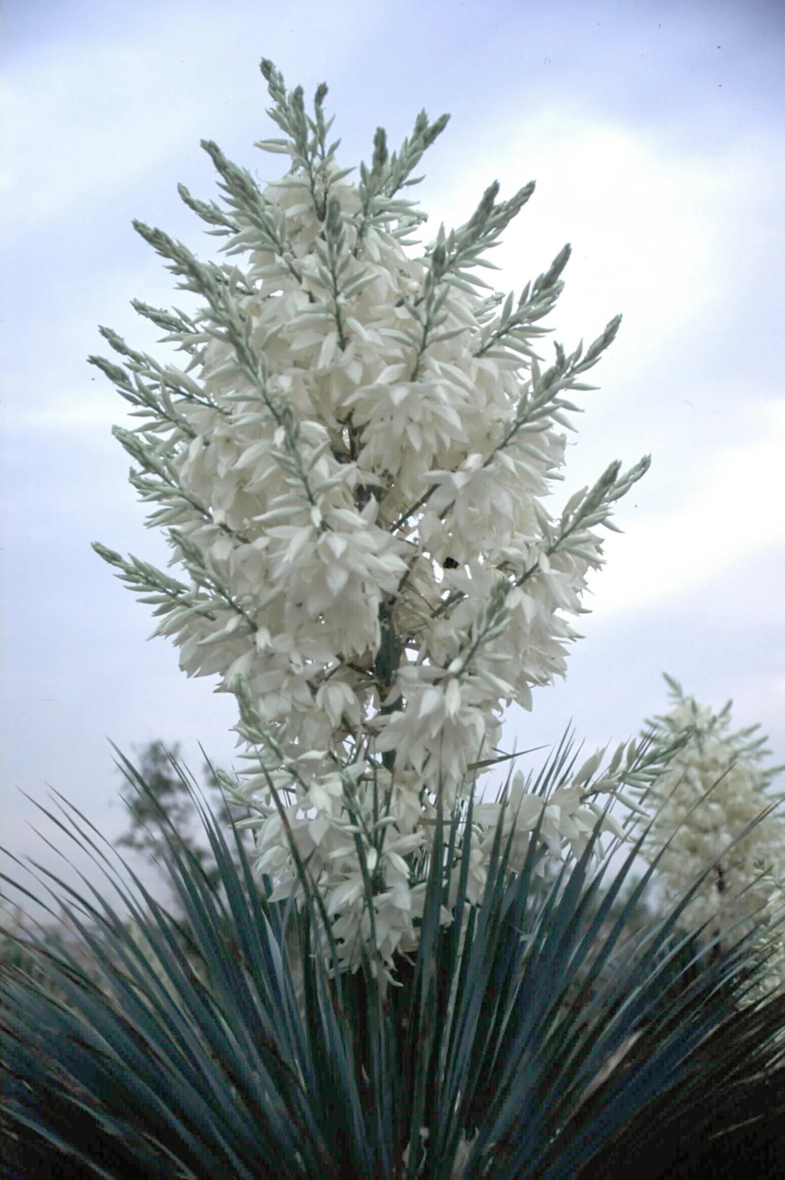 Yucca rostrata 'Sapphire Skies' - Image 2
