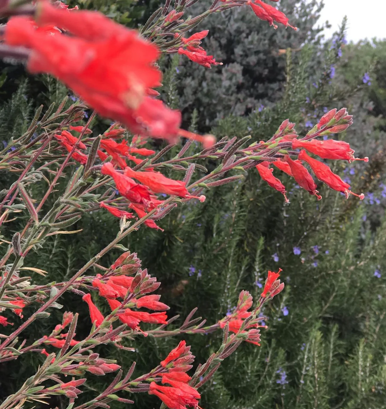 Zauschneria canum 'Catalina' - Image 2