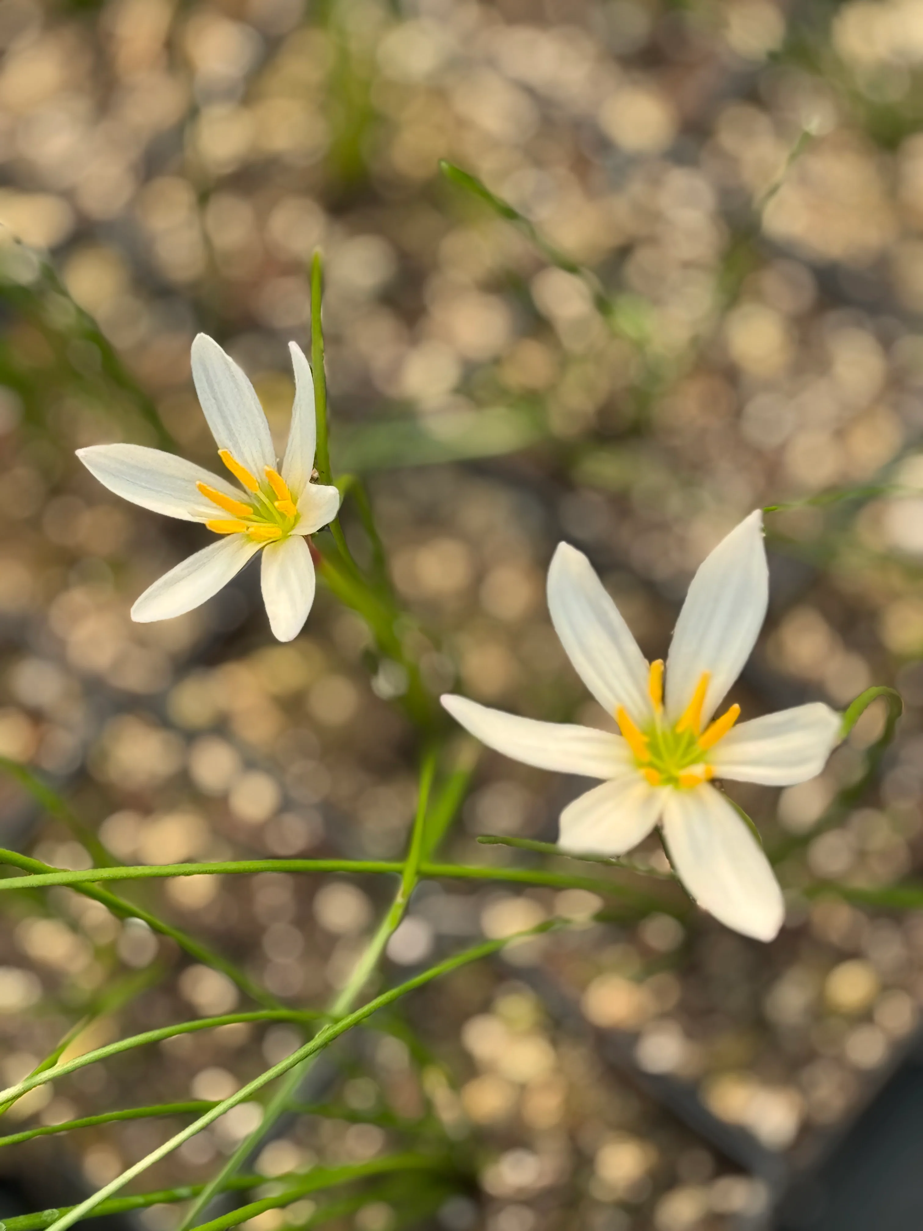 Zephyranthes candida - Image 2