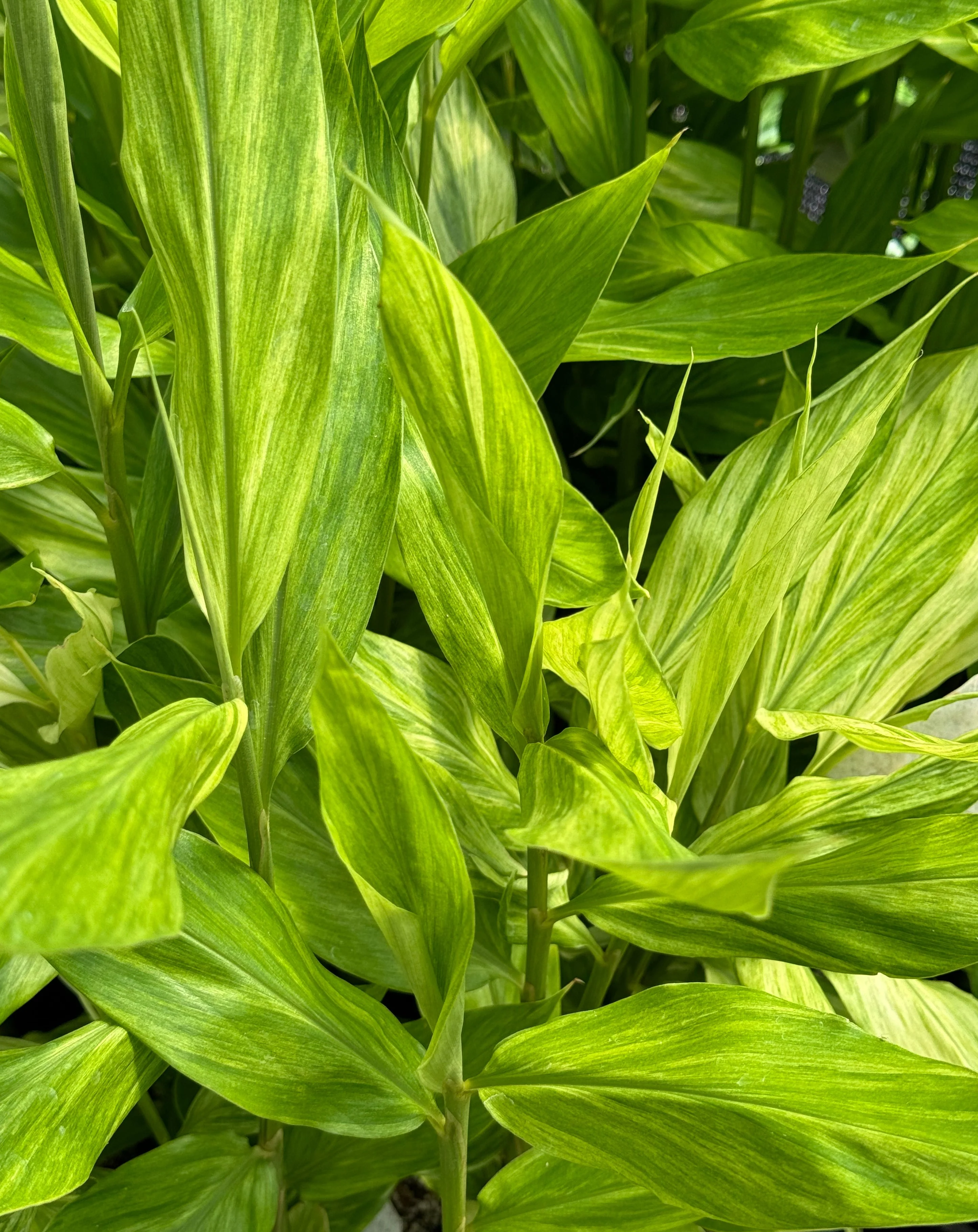 Zingiber mioga 'Silver Arrow'